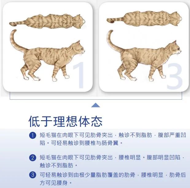 如此喂食不是爱猫是害猫，三分之一猫咪受害！钟南山也不这样喂(图7)