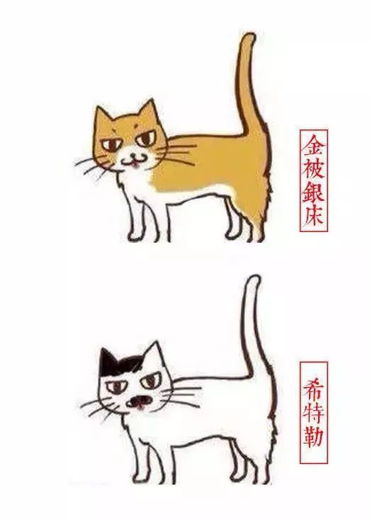 中国人最喜欢养的五种猫！你家主子入选了吗？(图12)