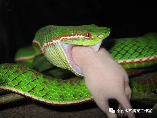 宠物蛇(图8)