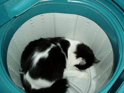 洗衣机又杀死了一只猫！养猫家庭洗衣服前，有件事不能偷懒(图11)