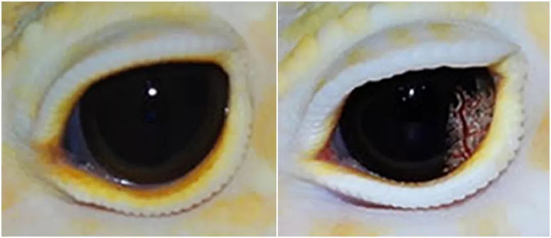 豹纹守宫教父罗恩·川普的新眼部隐性基因 —— 蓝眼琥珀详解(图9)