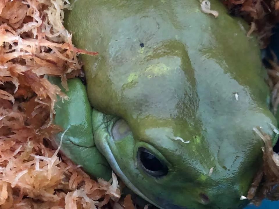 澳洲硬核树蛙吞食剧毒蛇，被咬多次仍安然无恙！(图3)
