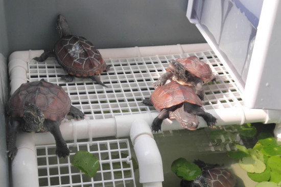 黑龟生蛋怎样处置