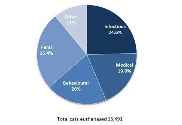 你喂猫的方法错了！专家说用猫碗喂猫粮，不如这样吃(图4)