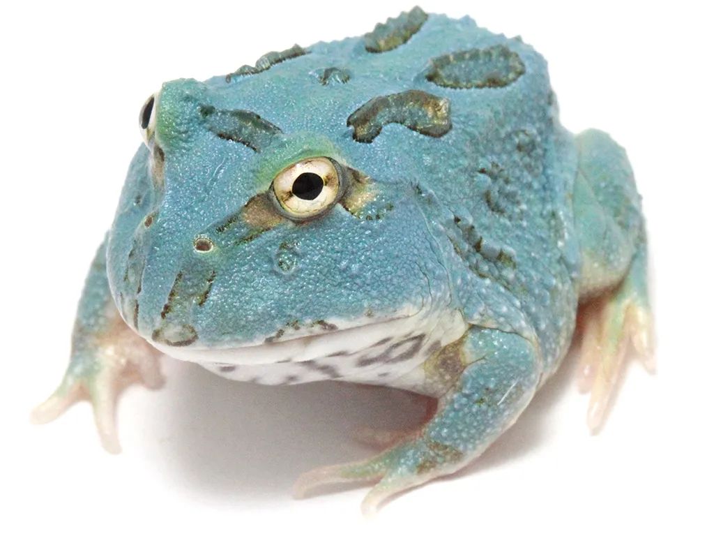 日本角蛙繁育大神的“梦幻天蓝”角蛙，售价堪称业界良心！(图4)