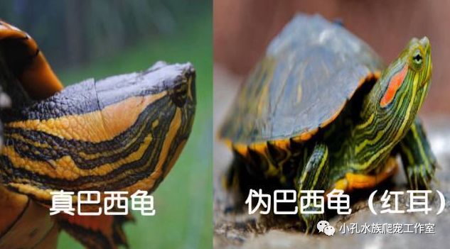 巴西龟，红耳龟全解析(图4)