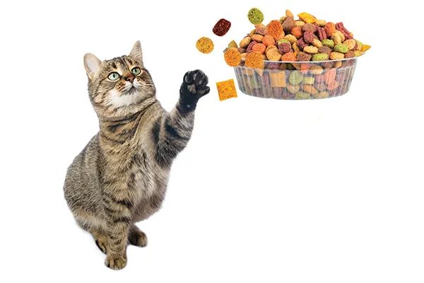 你喂猫的方法错了！专家说用猫碗喂猫粮，不如这样吃(图3)