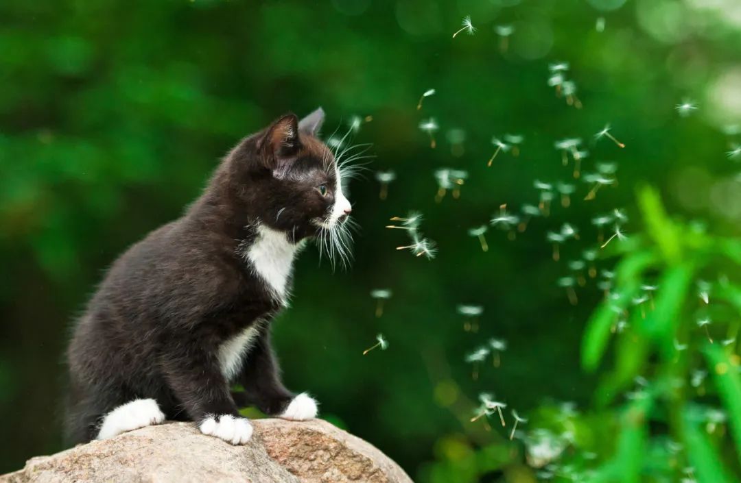 蚊子没赶跑，小奶猫反而被毒死了！夏天这样驱蚊才不伤猫(图8)