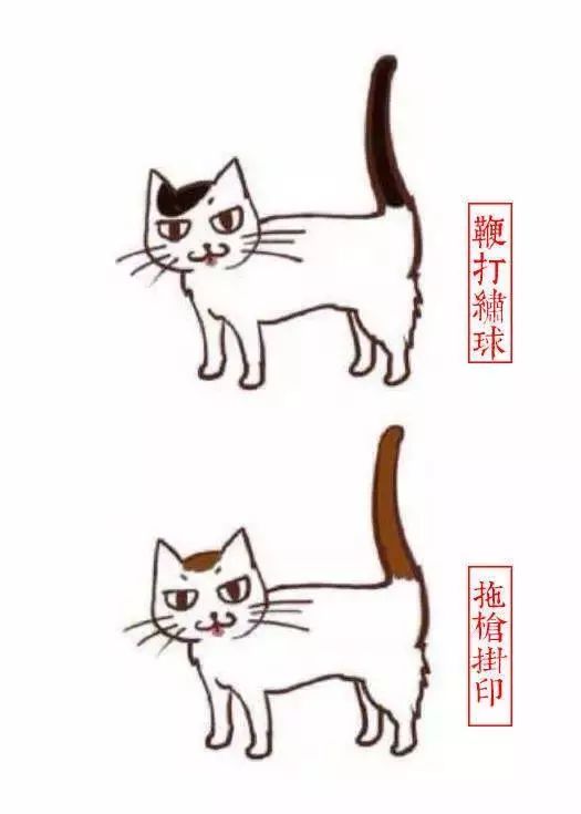 中国人最喜欢养的五种猫！你家主子入选了吗？(图8)