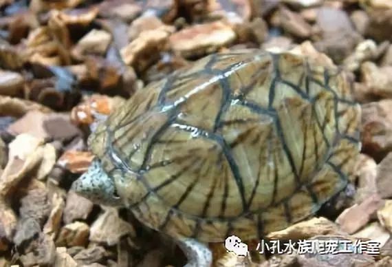 龟类品种大全(图8)