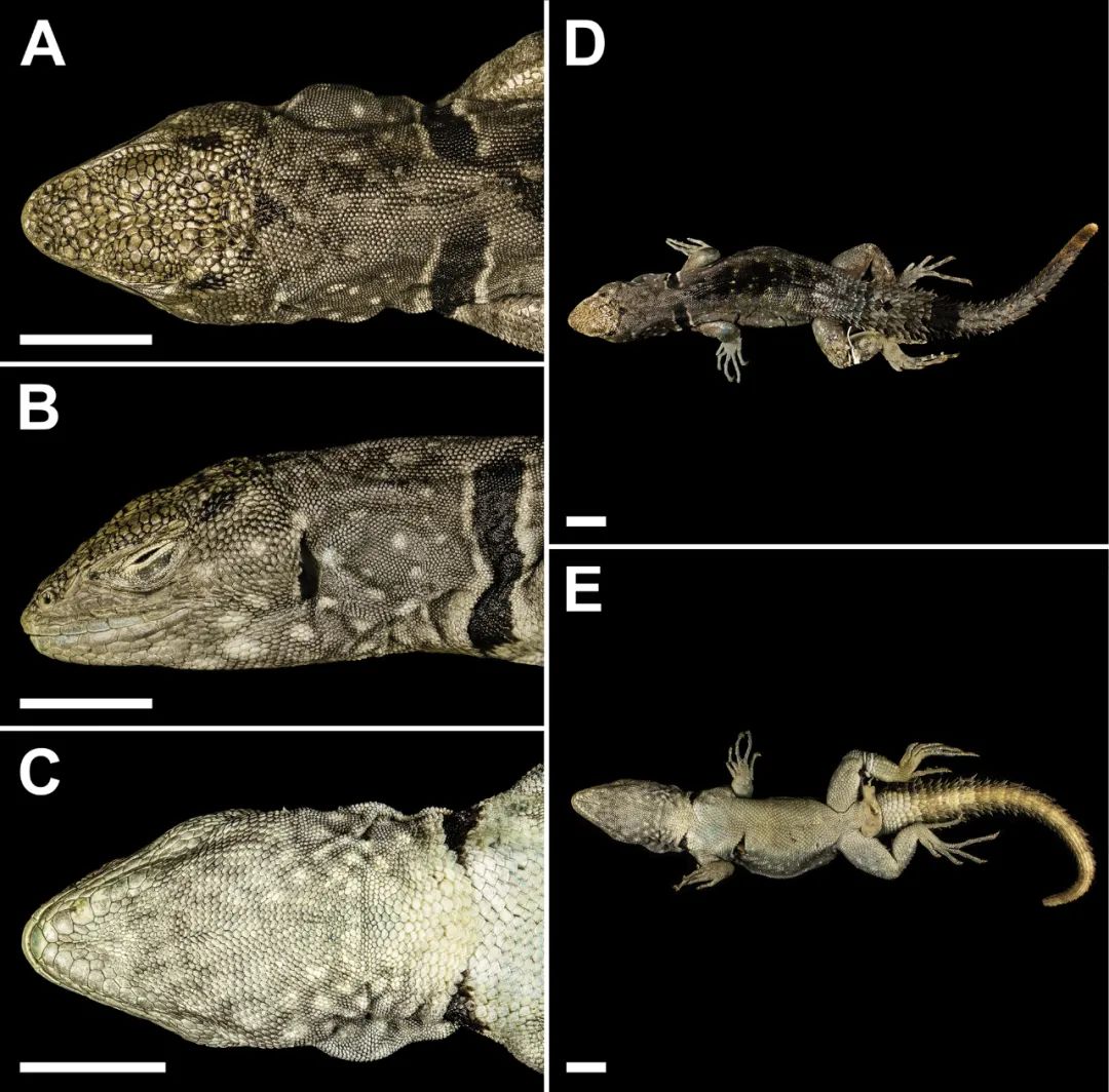 南美安第斯山脉发现的四种窄尾蜥新种，藏在深山里的“巨龙”！(图6)