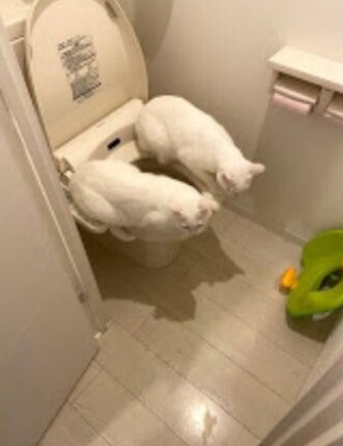 让猫咪像人一样蹲厕所是害猫！多久铲屎一次对猫最好？(图1)