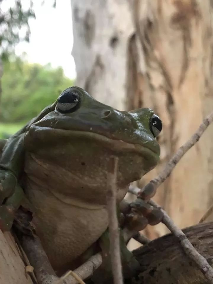 澳洲硬核树蛙吞食剧毒蛇，被咬多次仍安然无恙！(图7)