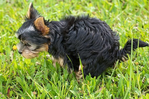 阿拉斯加犬喂什么才不妨变壮？长大的阿拉不妨吃生肉吗？