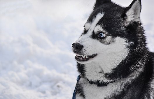 阿拉斯加犬为什么总咬坏物品啊