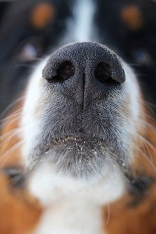 阿拉斯加犬能吃生肉吗