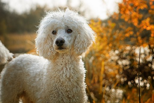 阿拉斯加犬能吃桔子吗？