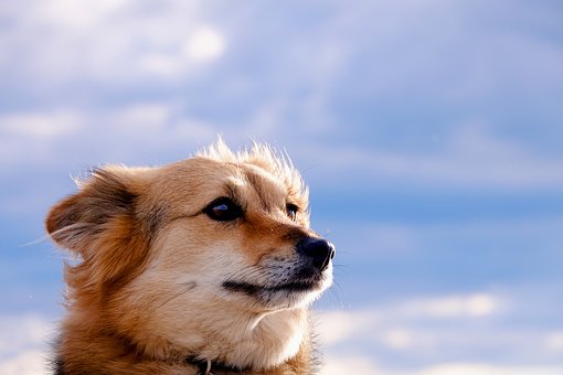 阿拉斯加犬能吃黄豆粉干的物品吗?