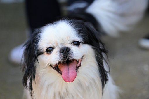 阿拉斯加幼犬不妨吃蒸的红薯吗，吃了可不不妨治拉屎不可型。求解