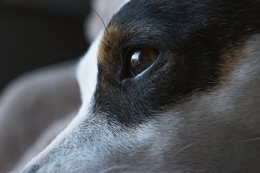 阿拉斯加犬成天能吃几狗粮