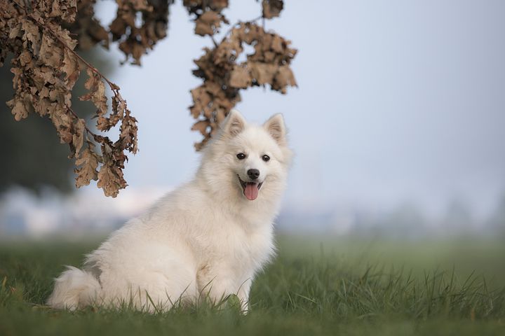 阿拉斯加犬没有能吃油盐的物品吗?