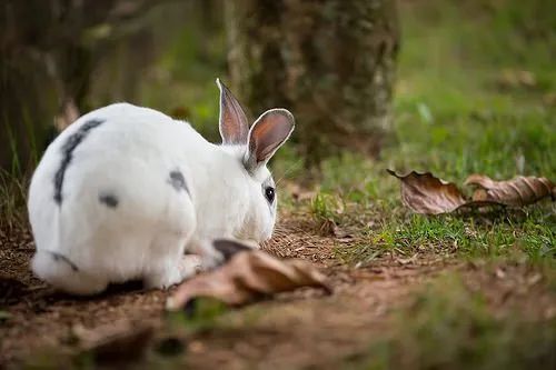 救命！我的兔子粘在粘鼠板上了(图3)