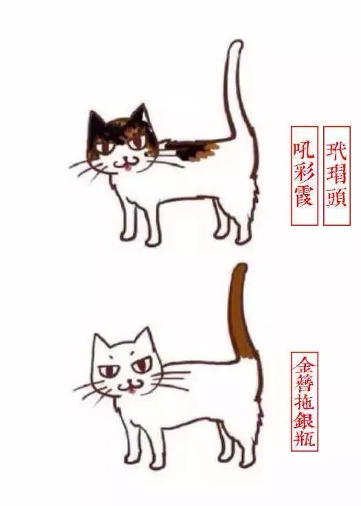 中国人最喜欢养的五种猫！你家主子入选了吗？(图7)