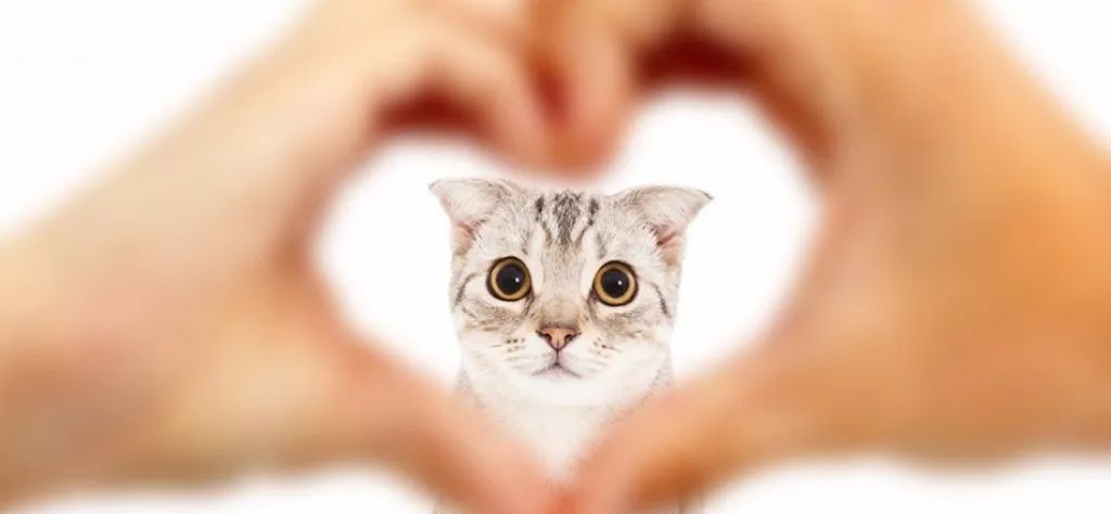 向猫说「我爱你」的正确方式！真爱猫就别让他只吃猫粮(图1)