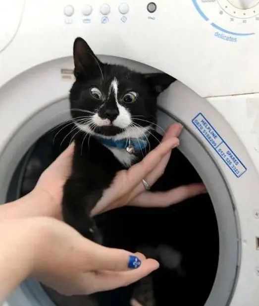 洗衣机又杀死了一只猫！养猫家庭洗衣服前，有件事不能偷懒(图19)