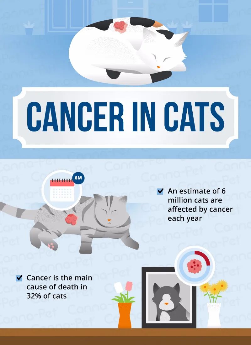 月入4千，给猫治病花了4万！别再喂猫咪吃致癌物了(图4)