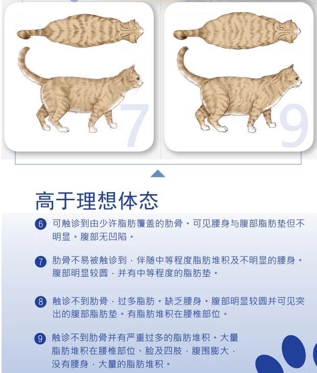 如此喂食不是爱猫是害猫，三分之一猫咪受害！钟南山也不这样喂(图8)