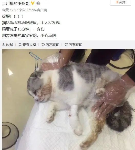 洗衣机又杀死了一只猫！养猫家庭洗衣服前，有件事不能偷懒(图8)