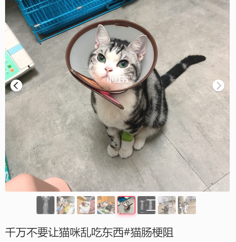 网友出差半个月，猫咪独自在家死亡！留8斤猫粮害死了银渐层(图9)