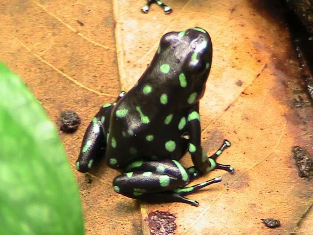 超级罕见的红眼白子“玻璃蛙”，却是蛙类饲养爱好者的梦幻级收藏！(图17)