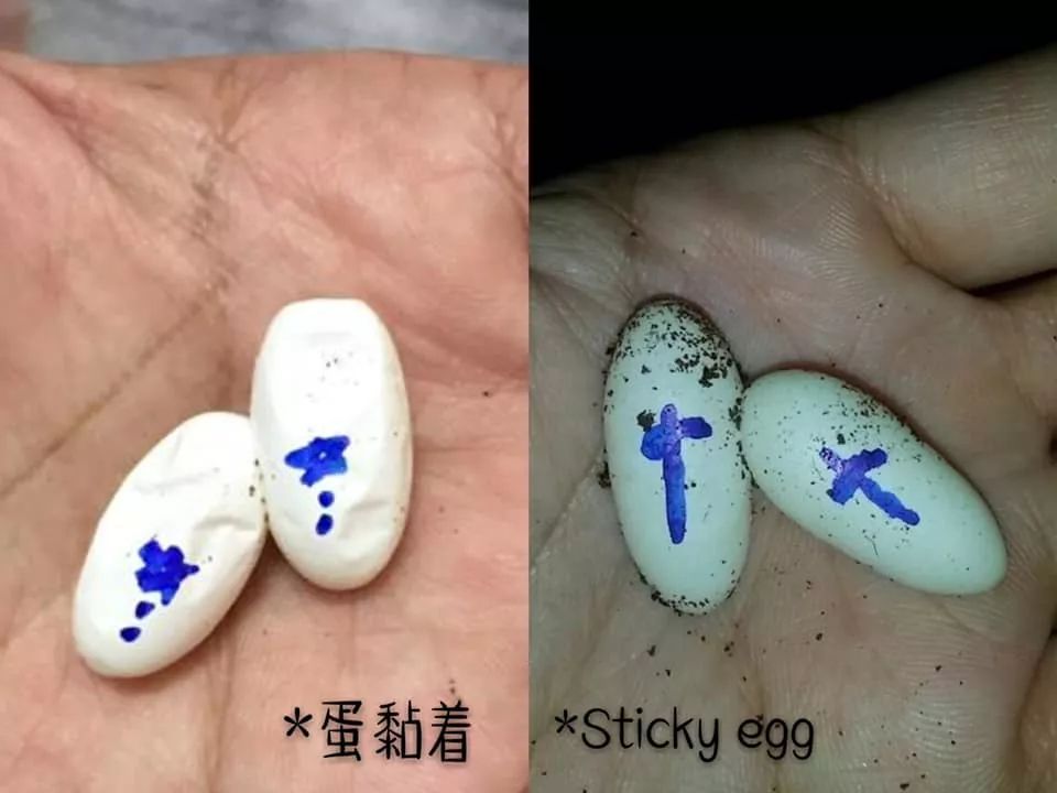 肥尾守宫繁殖业者的心酸╥﹏╥，作为爬宠玩家的你是否能够体会得到(图2)