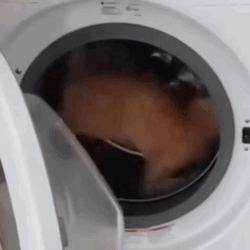 洗衣机又杀死了一只猫！养猫家庭洗衣服前，有件事不能偷懒(图12)