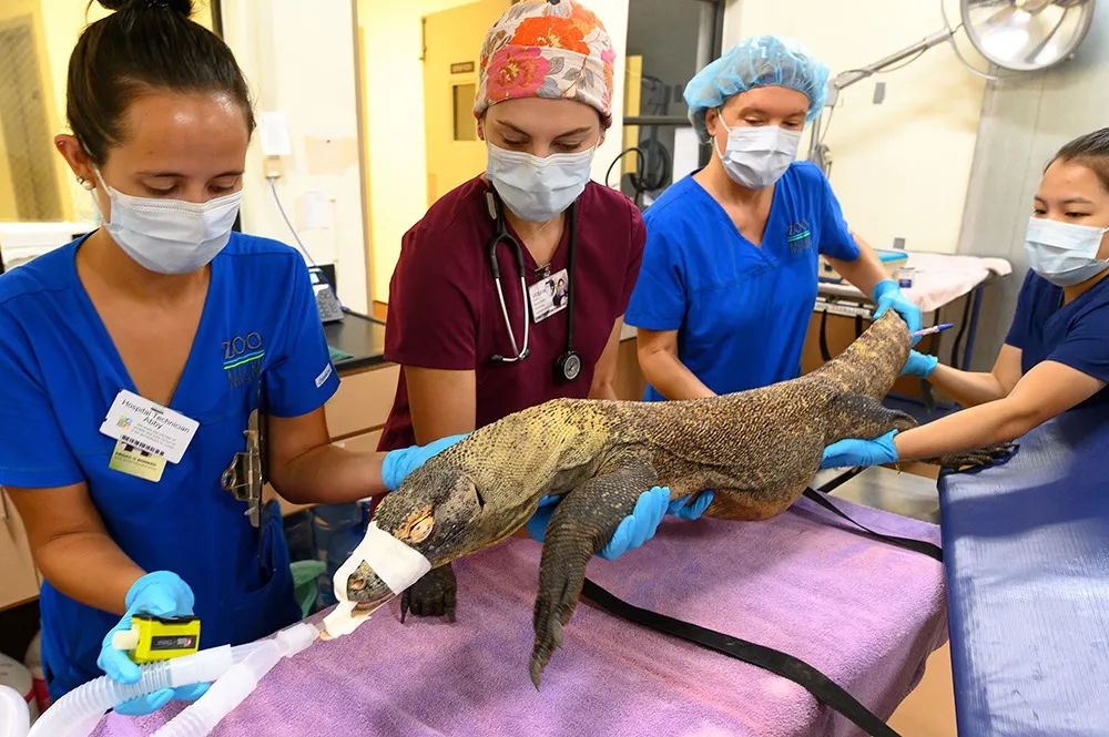 迈阿密动物园的科莫多巨蜥因误食水瓶入院接受紧急手术，但是恢复期(图4)