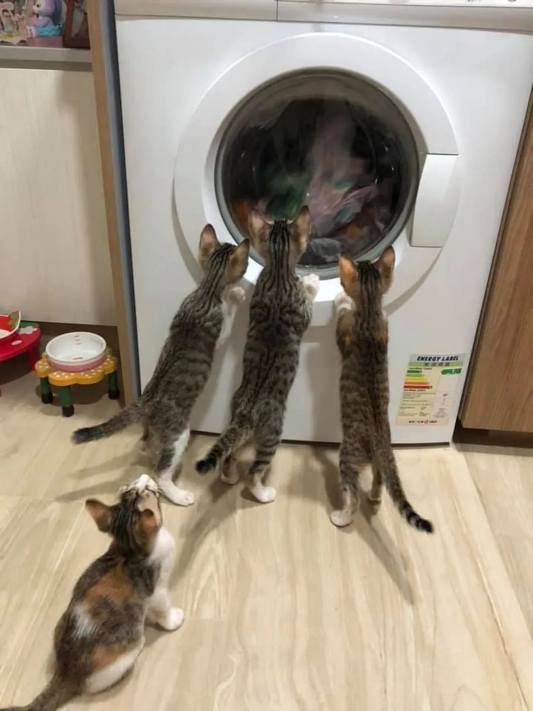 洗衣机又杀死了一只猫！养猫家庭洗衣服前，有件事不能偷懒(图10)