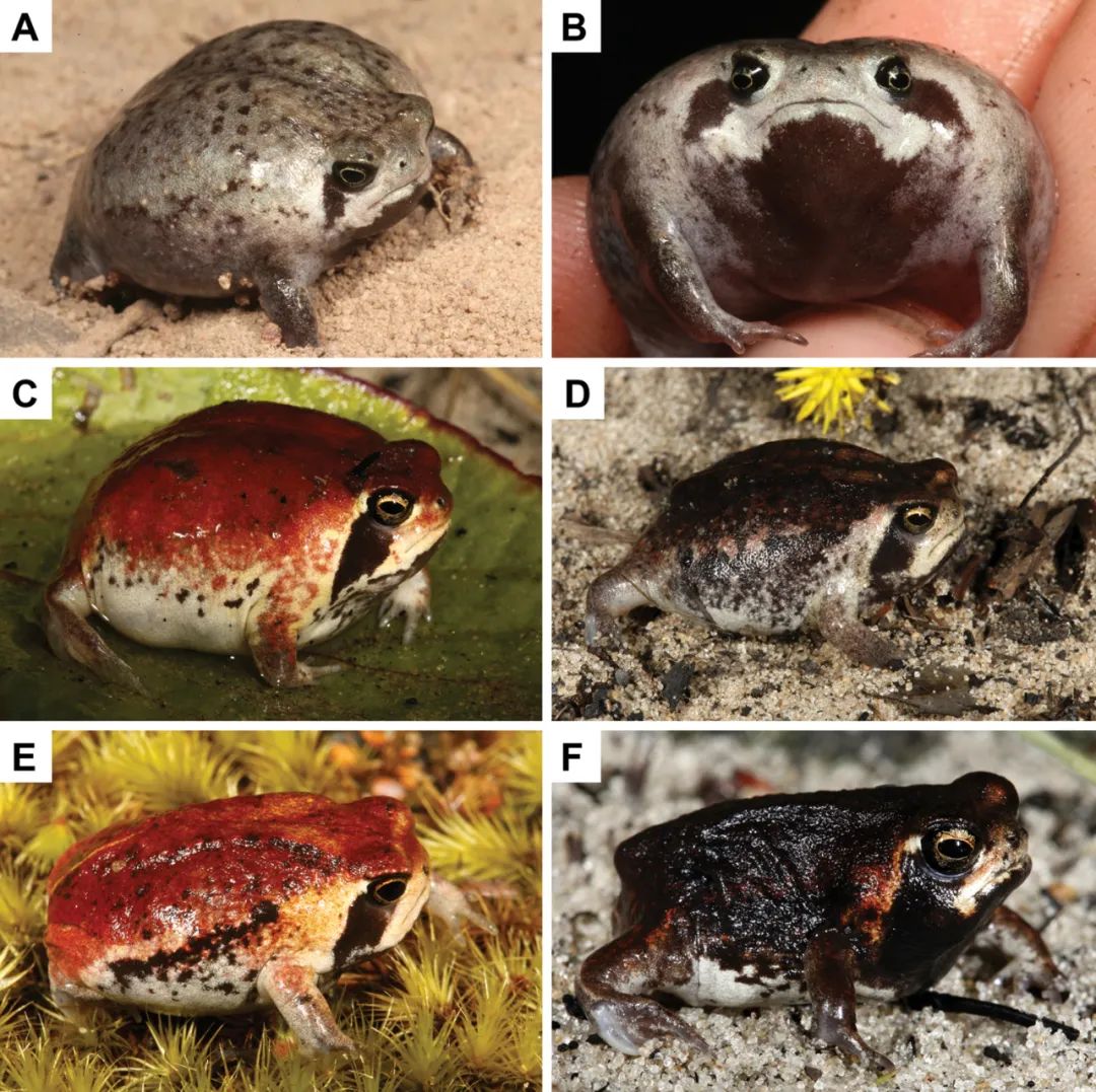 新萌兽警告！“馒头蛙家族”迎来了颜色丰富同样可爱的新种～(图3)