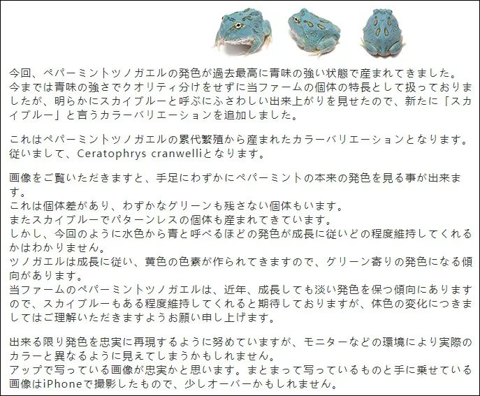 日本角蛙繁育大神的“梦幻天蓝”角蛙，售价堪称业界良心！(图2)
