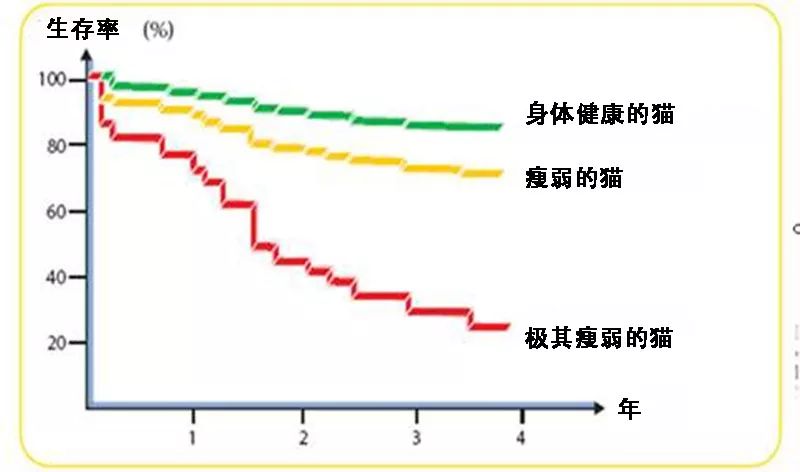 猫咪吃渴望和爱肯拿也差点肾衰！宠物医生教你怎么保养预防(图6)