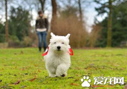 怎样样练习西高地白梗 不妨采用开辟法的办法来练习