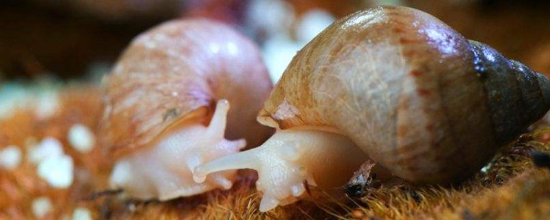 宠物蜗牛有哪些种类