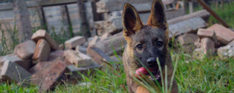 昆明犬何如练习坐立