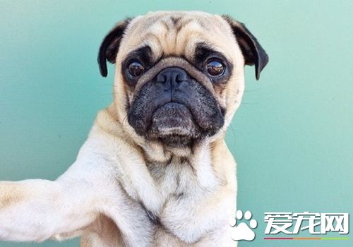 怎样样练习巴哥犬 没有答应它干的事时便要处罚它