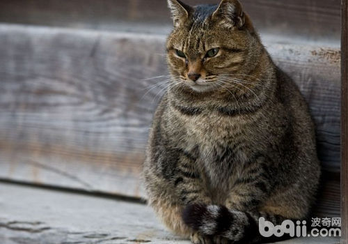 何如推断猫咪能否肥肥须要统制