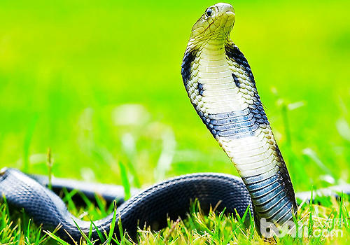 蛇的摄食风俗有哪些一共点