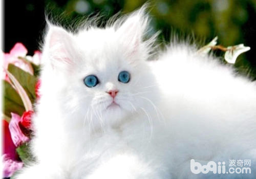 白色波斯猫的价钱是几？