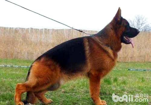 弓背犬是什么犬种，德牧和弓背犬有什么辨别？