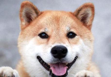 日本柴犬多少钱一只？怎么选购？(图1)